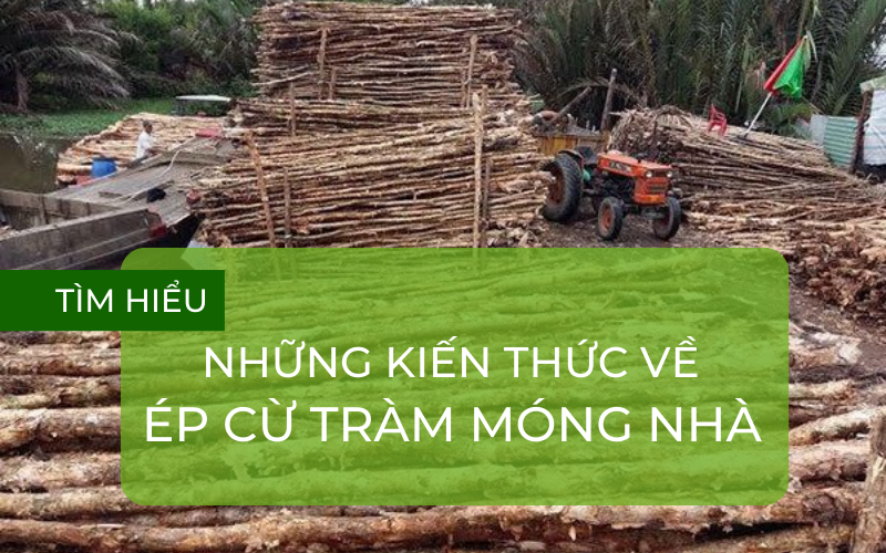 Ép cừ tràm 2.