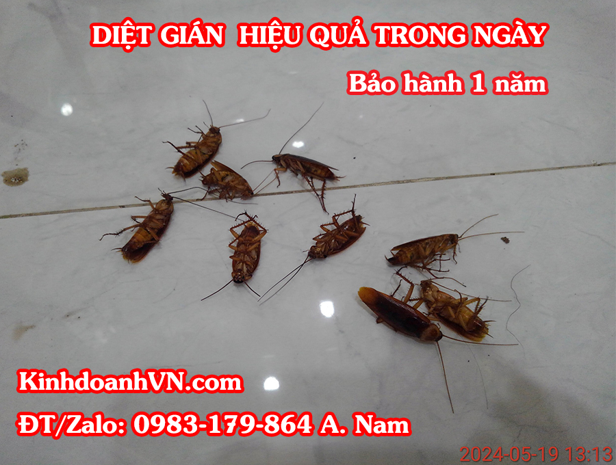 dịch vụ diệt gián tphcm.